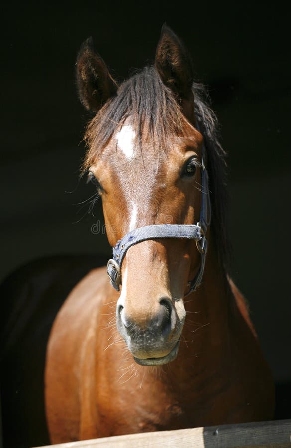 Close up portrait of a purebred horse`s head