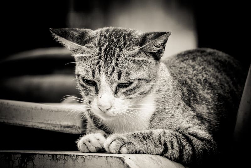 Close-up portrait of sad lonely cat