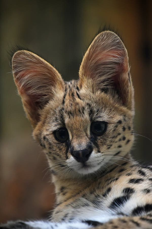 Baby serval isolated stock image. Image of serval, animal 38405279