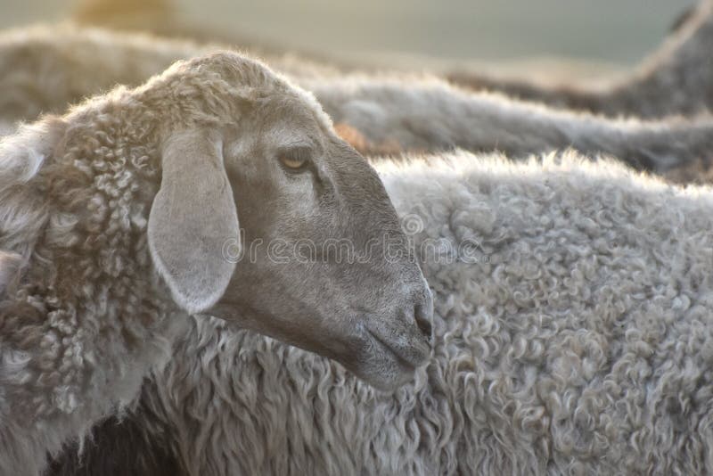 121 Astrakhan Sheep Stock Photos - Free & Royalty-Free Stock Photos from Dreamstime 121 Astrakhan Sheep Stock Photos - Free & Royalty-Free Stock Photos from Dreamstime