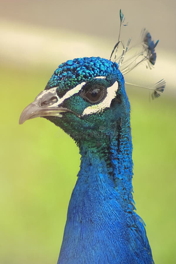 This close up portrait shows the head and upper neck of a vibrant blue peacock, captured in sharp focus with its delicate crown feathers visible and its iridescent plumage glowing in natural light. The rich blue and green tones, detailed feather texture, and expressive eye create a powerful wildlife image set against a soft green blurred background. The shallow depth of field isolates the peacock clearly and provides generous copy space, increasing its commercial versatility. This photograph is ideal for wildlife publications, nature editorials, educational materials, conservation campaigns, book covers, posters, calendars, wall art, and commercial projects that require a colorful, realistic, and visually striking bird subject. The clean background and strong composition make it well suited for advertising, web design, presentations, branding, and visual storytelling focused on biodiversity and natural beauty. Focused natural elegance stock images, royalty-free photos and pictures