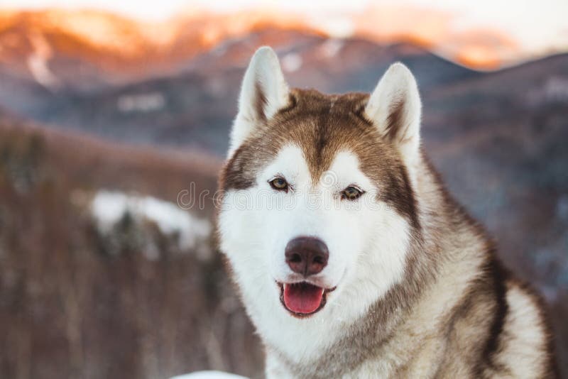 Close-up portrait of Siberian Husky dog sitting on the snow in winter forest at sunset on bright mountain background.