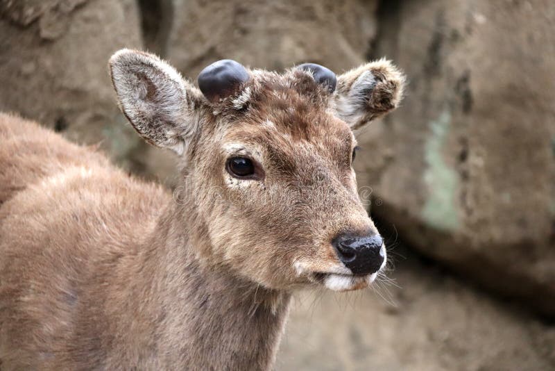 Close-up portrait of sika deer Cervus nippon royalty free stock photo Close-up portrait of sika deer Cervus nippon royalty free stock photo