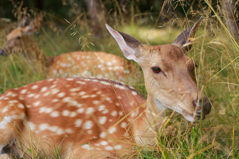 Close-up Portrait of a Sika Deer Lying in the Grass, the Animal is Resting in Nature. Stock Image - Image of fluffy, animal: 237950401 Close-up Portrait of a Sika Deer Lying in the Grass, the Animal is Resting in Nature. Stock Image - Image of fluffy, animal: 237950401