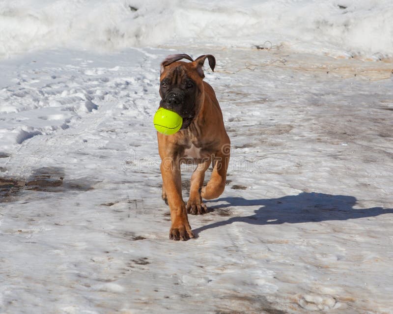 Close-up of a portrait of a small puppy with a ball, a rare breed of South African Boerboel, against the snow. South African Mastiff.