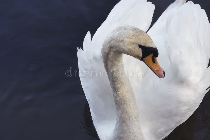 Close-Up Portrait of a Swan royalty free stock images