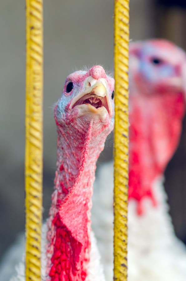 Closeup Portrait of a Turkey on a Chicken Farm Stock Image Image of gobbler, beak 162536711
