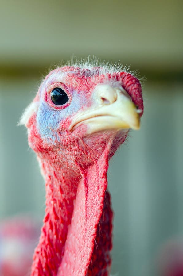 Closeup Portrait of a Turkey on a Chicken Farm Stock Photo Image of