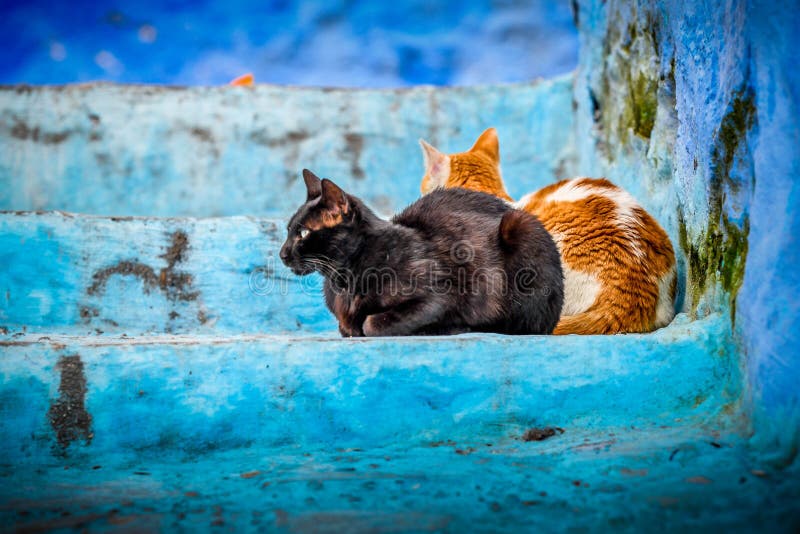 Close- up portrait of two calico cats, sitting outside on the blue stairs of house, with one cat looking at sideways.