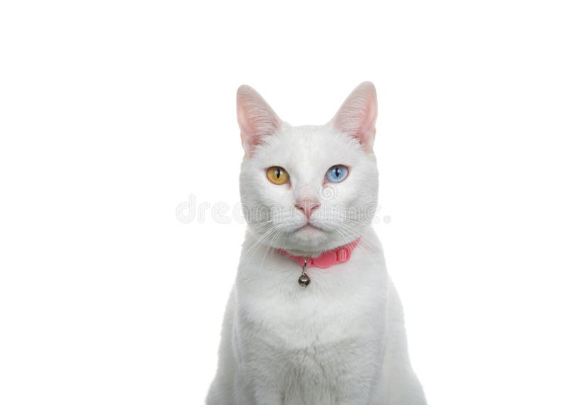 Portrait of a white kitten with different colored eyes, isolated