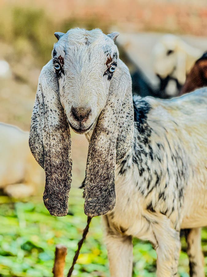 Beetal Goat