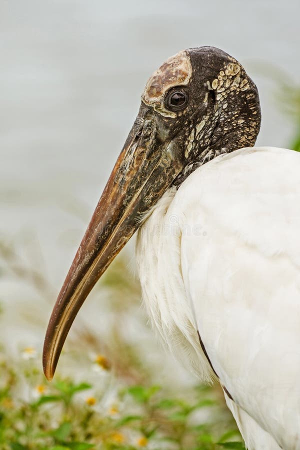 Close up portrait of wood stork, mycteria americana