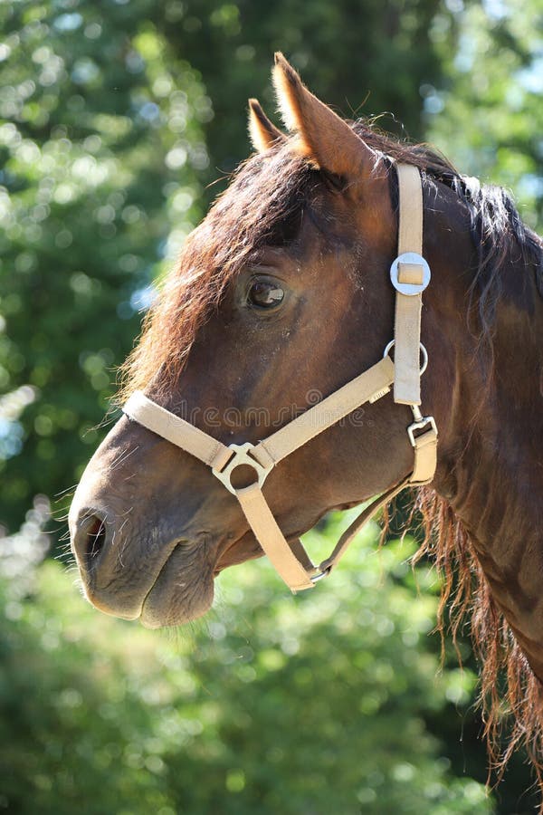 Adult Morgan Horse Standing in Summer Corral Near Feeding Station and ...