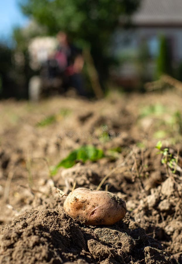 Close up of potatoes in field in front of tractor