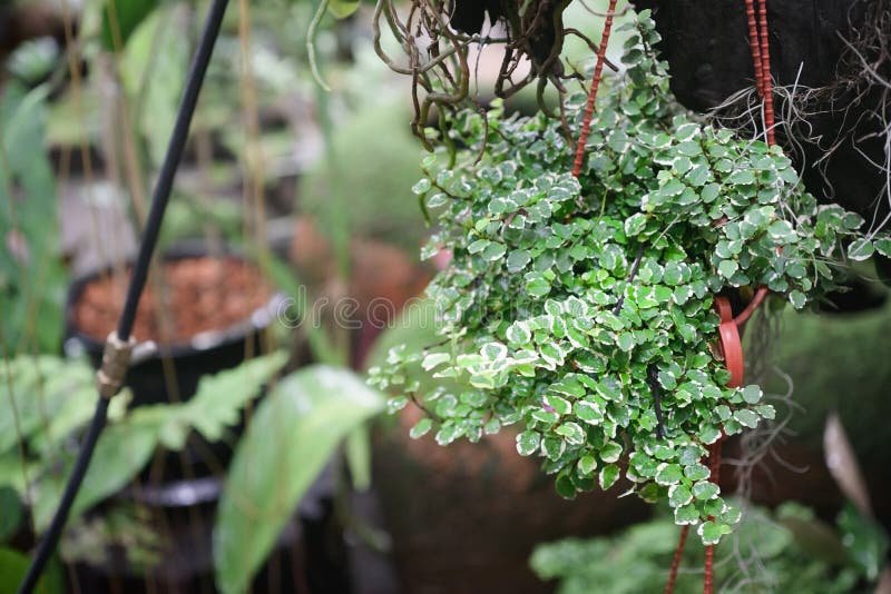 Close up of potted plants of creeping fig Ficus Pumila with small green and white leaves. Ficus Pumilia growth in hanging flower