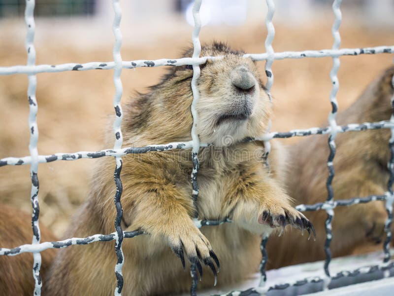 Close-up prairie dog standing behide a cage royalty free stock photos Close-up prairie dog standing behide a cage royalty free stock photos
