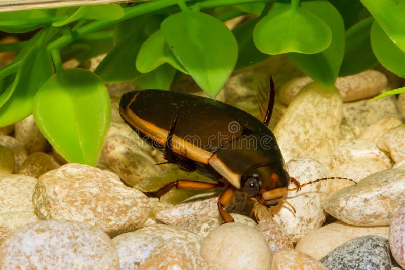 Predacious Diving Beetle stock image. Image of adult 99171945