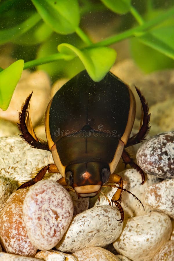 Diving Beetle Swimming Insect Water Animal Stock Image Image of male, animal 10846439