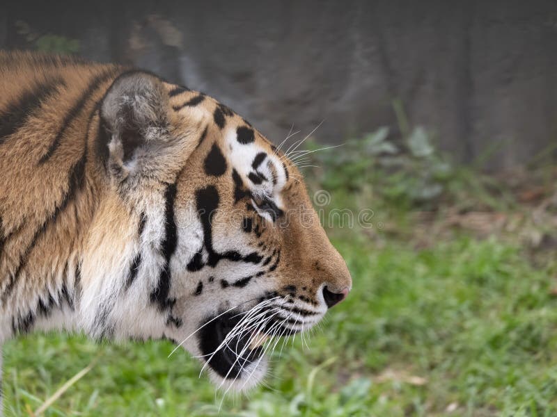 Close up of a predatory amur tiger face.