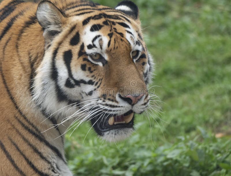 The Close up of a predatory amur tiger`s face