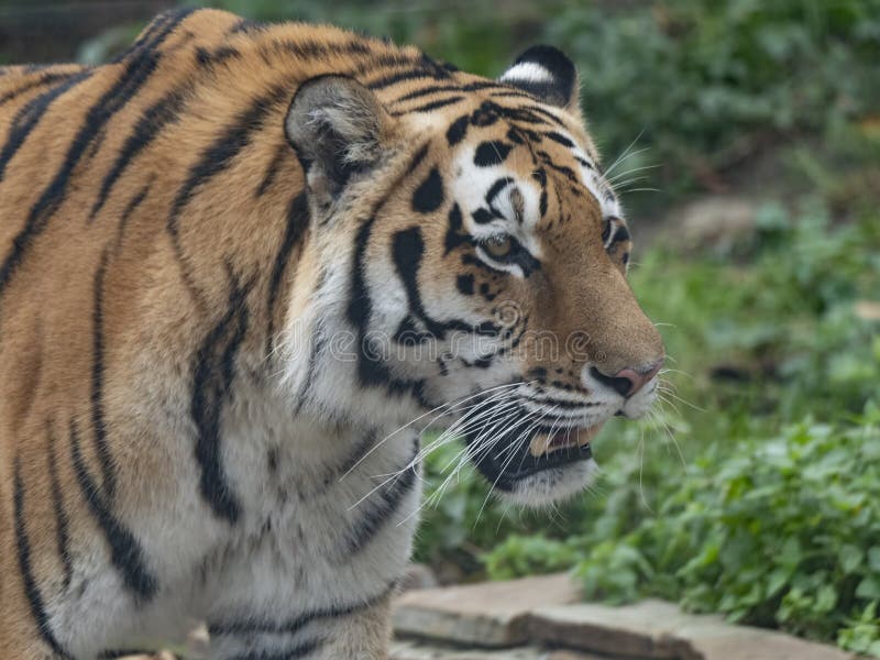 The Close up of a predatory amur tiger`s face