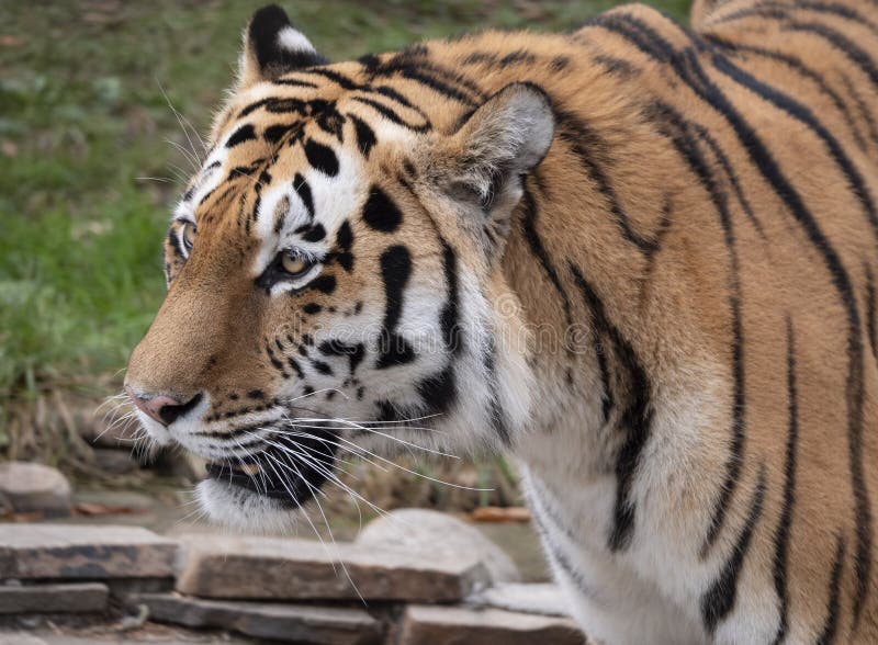 The Close up of a predatory amur tiger`s face