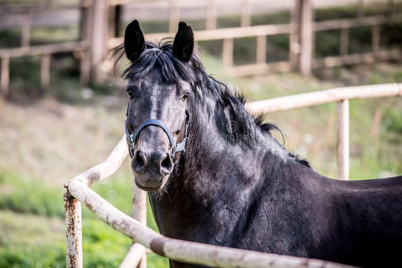 Cavalo Que Olha A Câmera Na Frente Do Fundo Branco Foto Royalty Free,  Gravuras, Imagens e Banco de fotografias. Image 18179506