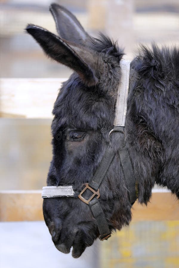 Close-up of the profile of a black donkey in the barn stock images