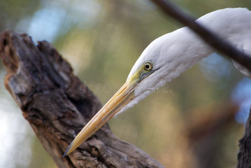 Close-up Profile Of Great Egret Face And Yellow Bill Stock ...