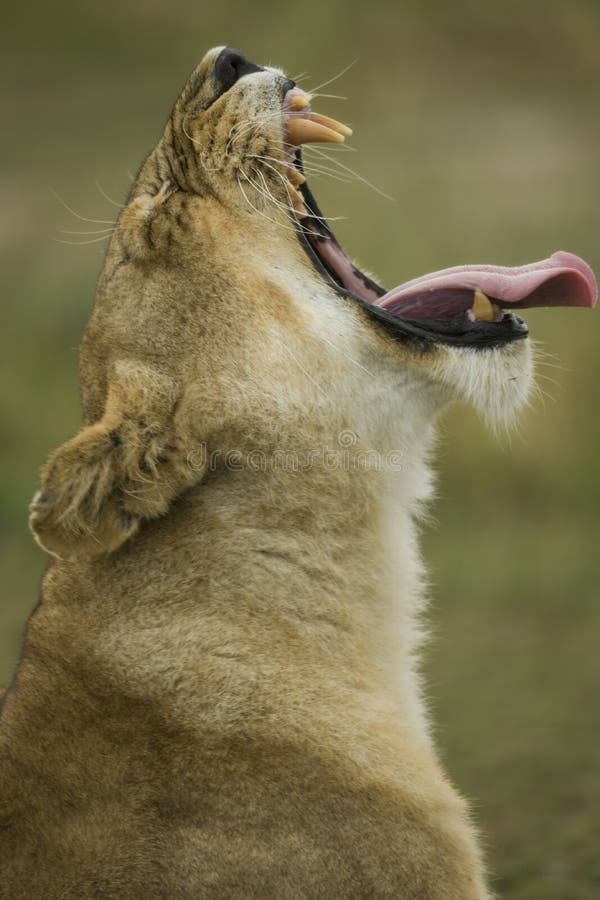 Close-up profile of Lioness yawning royalty free stock image Close-up profile of Lioness yawning royalty free stock image