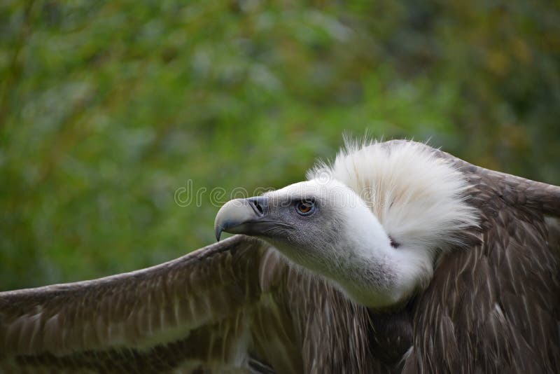 Close Up Portrait of Griffon Vulture Stock Image - Image of vulture ...