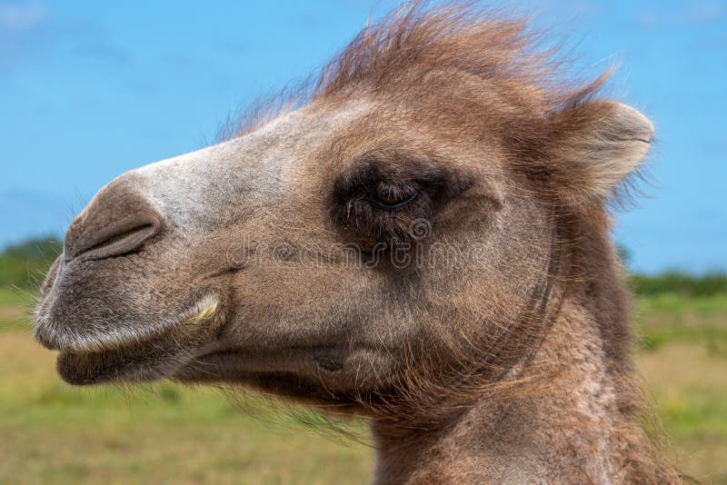 Close up profile portrait of a sweet camel in sunlight. Beautiful profile portrait of a sweet camel outdoors in bright sunlight and blue sky stock image Close up profile portrait of a sweet camel in sunlight. Beautiful profile portrait of a sweet camel outdoors in bright sunlight and blue sky stock image
