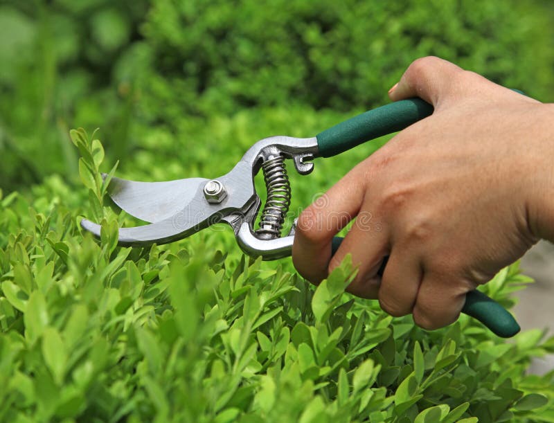 Pruning of a Buxus Hedge with a Shear Stock Photo Image of hand
