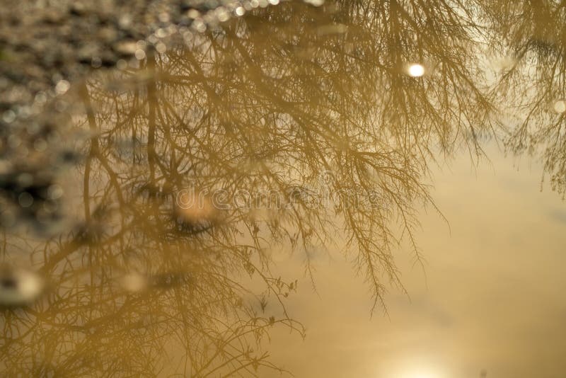Reflections in puddles on an earthy path. Close up of a puddle on the ground on an earthy path. We can see the reflections of the bare trees in the water. A late stock photo Reflections in puddles on an earthy path. Close up of a puddle on the ground on an earthy path. We can see the reflections of the bare trees in the water. A late stock photo