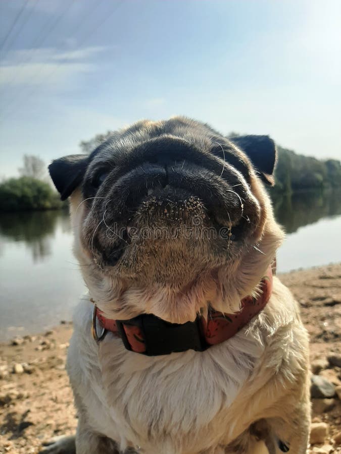 CloseUp of Pug at a River 02 Stock Image Image of nature, happy