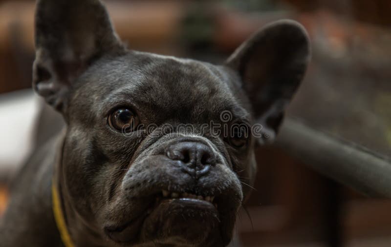 43 Top Photos French Bulldog Ears Stand Up / French