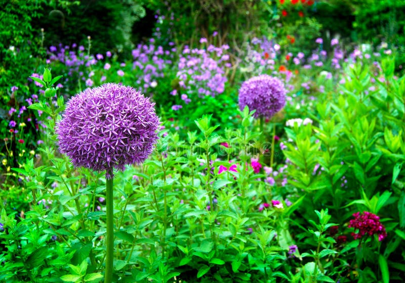 Allium Purple Pom Pom in Monet Garden