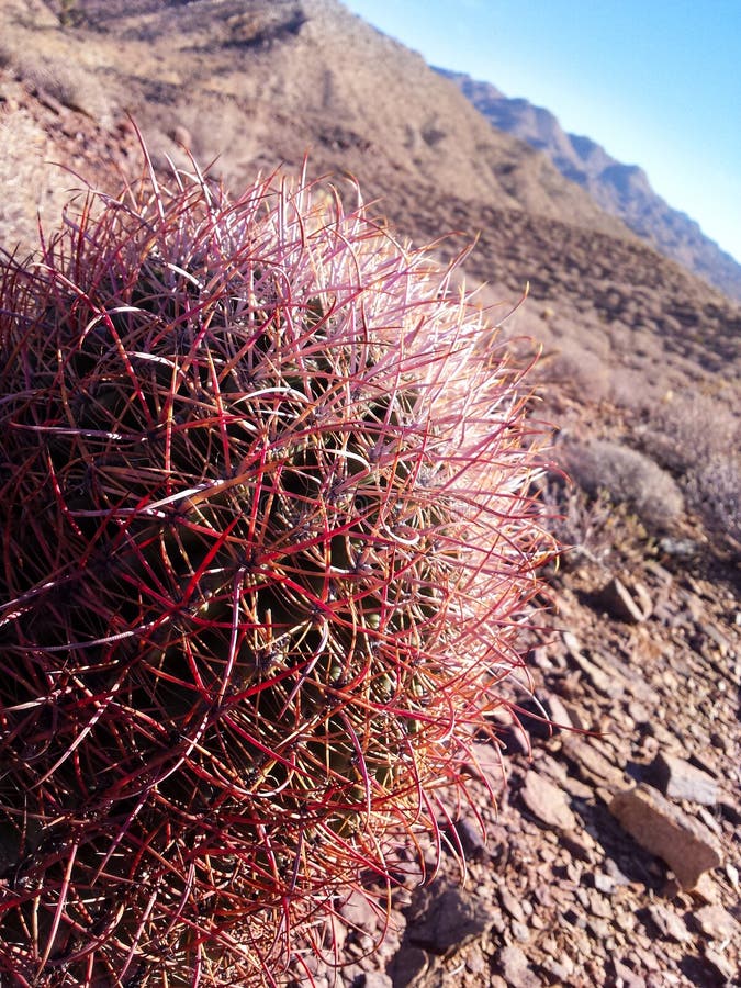 The Cat  Claw  Cactus Ancistrocactus Uncinatus Is A Small 