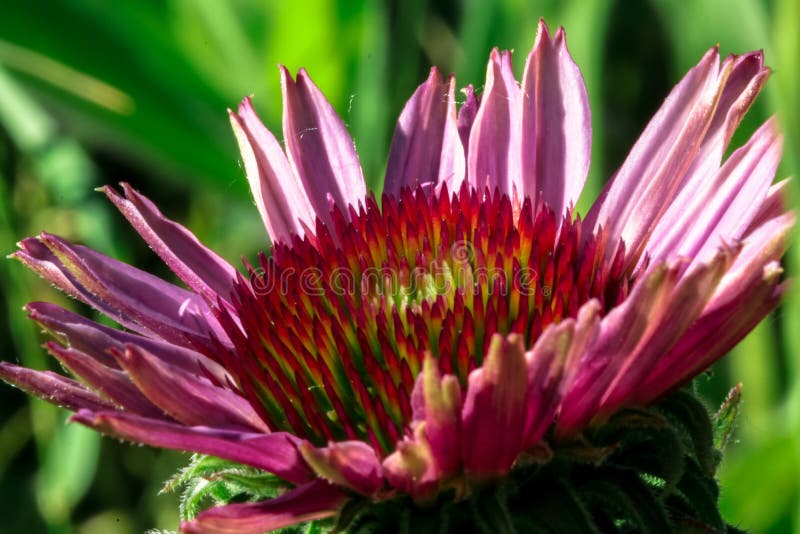 Purple Cone flower. stock photo. Image of purple, bloom 188053682