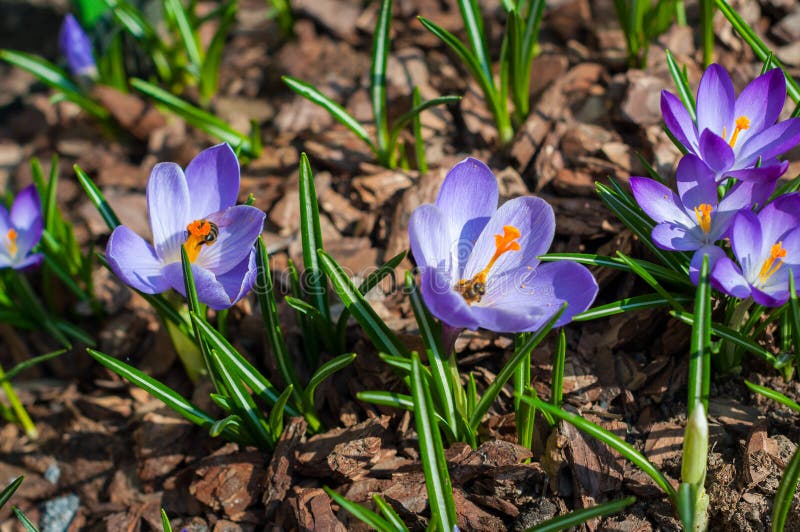 Close-up purple crocuses in garden with young green grass. Outdoor, spring