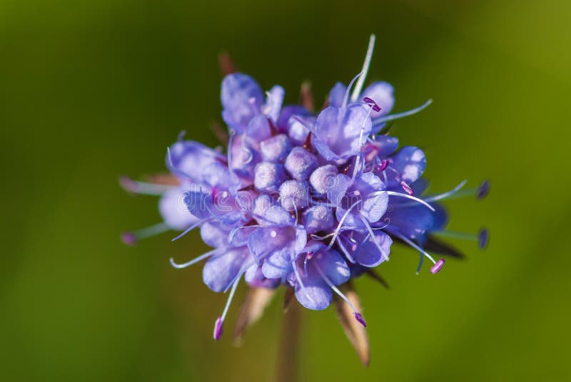 Close-up purple devil`s-bit or devil`s scabious in meadow royalty free stock photos