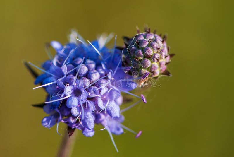 Close-up purple devil`s-bit or devil`s scabious in meadow royalty free stock photo