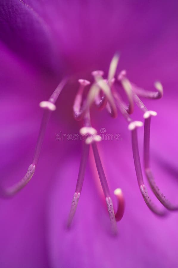 Close up of purple flower
