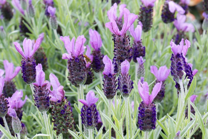 French Lavender or Butterfly Lavender Stock Image - Image of blooming ...