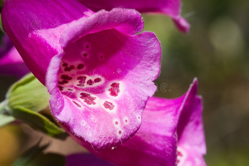 Close up of Purple foxglove