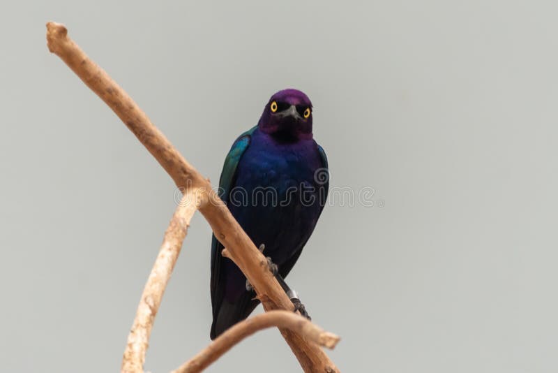 Close up of a purple and green Asian glossy starling bird Aplonis panayensis perched on a dry branch staring downward stock photography Close up of a purple and green Asian glossy starling bird Aplonis panayensis perched on a dry branch staring downward stock photography