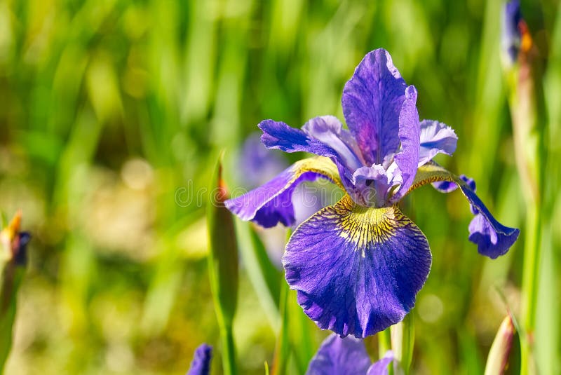 Close Up Of Purple Japanese Iris Flowers. Blue Flower Irises- Nature ...