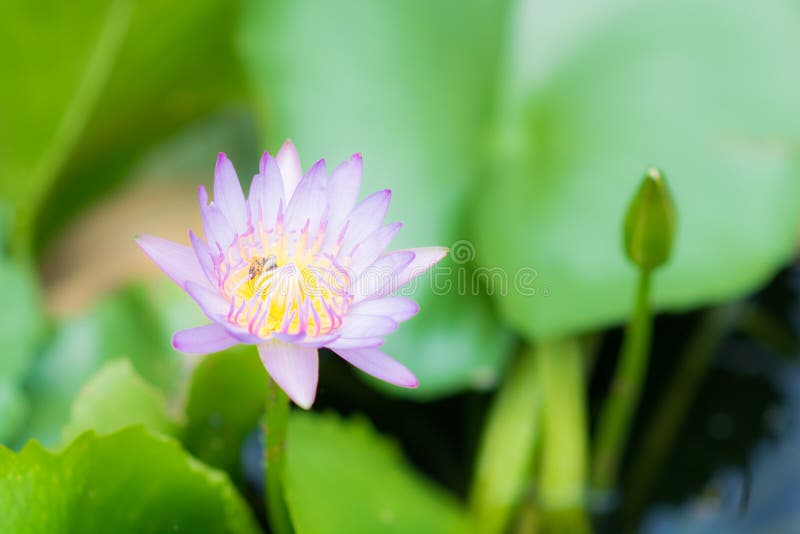 Close up of purple lotus, bee