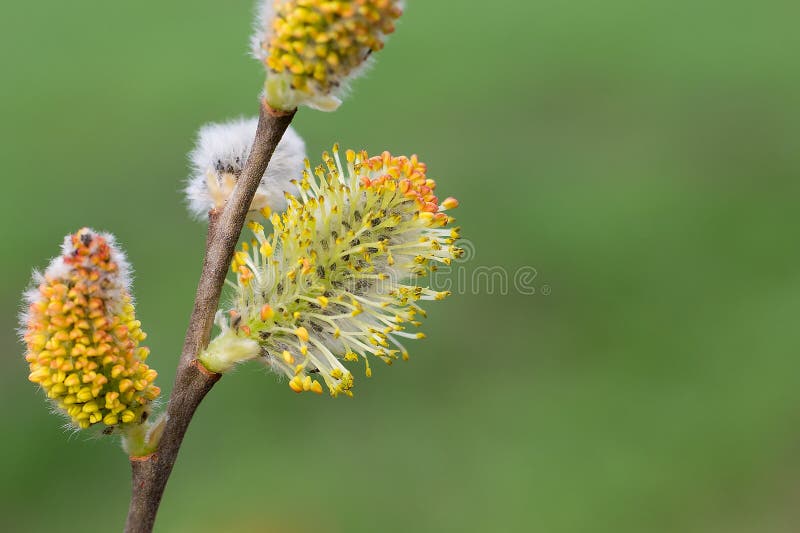 Close Up Of Pussy Willow Branch With Open Earrings In Spring Forest Stock Image Image Of Scene 