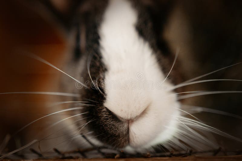 rabbit gooppy eye and nose and sneezing rabbit gooppy eye and nose and sneezing